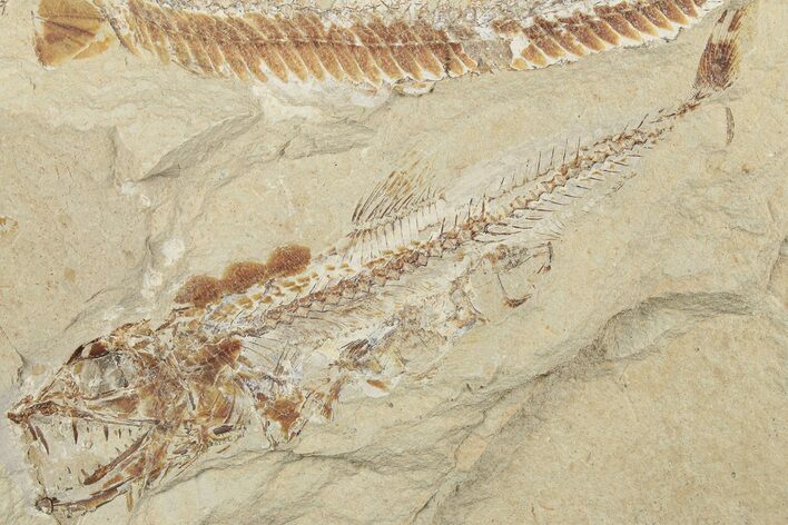 Cretaceous Predatory Fish (Eurypholis) - Fish In Stomach! #201374